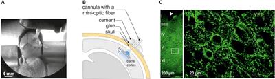 In vivo Optogenetic Approach to Study Neuron-Oligodendroglia Interactions in Mouse Pups